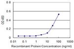 CDC2 Antibody in ELISA (ELISA)