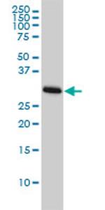 CDC2 Antibody in Western Blot (WB)