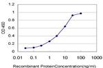 CDC2 Antibody in ELISA (ELISA)