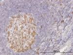 CDC2 Monoclonal Antibody (8F1)