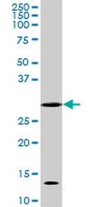 CDC2 Antibody in Western Blot (WB)