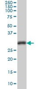CDC2 Antibody in Western Blot (WB)