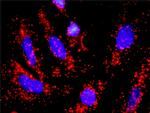 CDC6 Antibody in Proximity Ligation Assay (PLA) (PLA)