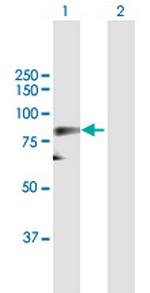 CDC25B Polyclonal Antibody, MaxPab™