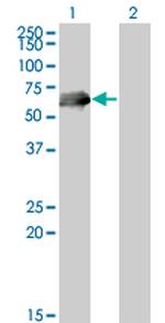 CDC25C Antibody in Western Blot (WB)