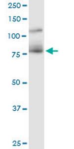 CDH11 Monoclonal Antibody (1H1)