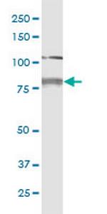 CDH11 Monoclonal Antibody (2C10)