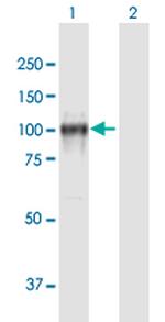 CDH13 Polyclonal Antibody, MaxPab™