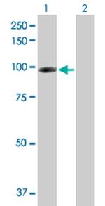 CDH13 Polyclonal Antibody, MaxPab™