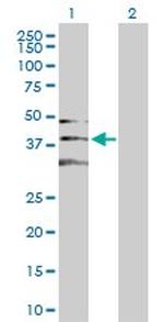 CDK2 Polyclonal Antibody, MaxPab™
