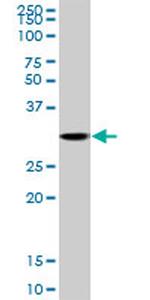 CDK3 Antibody in Western Blot (WB)