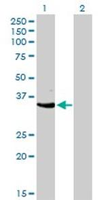 CDK3 Antibody in Western Blot (WB)