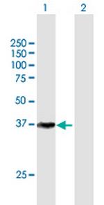 CDK7 Polyclonal Antibody, MaxPab™