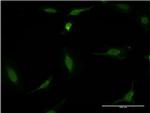 CDR2 Monoclonal Antibody (1F8)