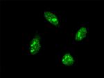 CDX1 Monoclonal Antibody (1F12)