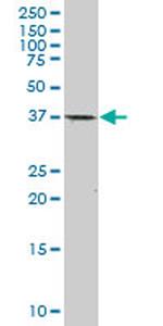 CDX2 Antibody in Western Blot (WB)