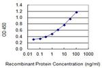 CDX2 Antibody in ELISA (ELISA)