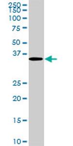 CDX4 Monoclonal Antibody (1G12)