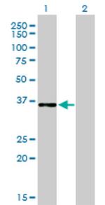 CEBPE Antibody in Western Blot (WB)