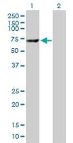CES1 Polyclonal Antibody, MaxPab™