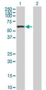 CES1 Polyclonal Antibody, MaxPab™