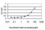 CFL2 Antibody in ELISA (ELISA)