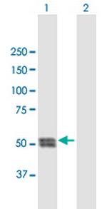 CTSC Polyclonal Antibody, MaxPab™