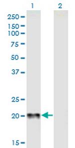 CGB Polyclonal Antibody, MaxPab™