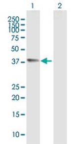 CHI3L1 Antibody in Western Blot (WB)