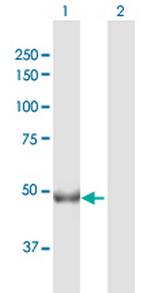 CHKA Polyclonal Antibody, MaxPab™