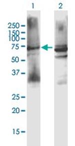 CHRM3 Polyclonal Antibody, MaxPab™