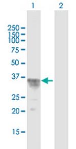 CISH Polyclonal Antibody, MaxPab™