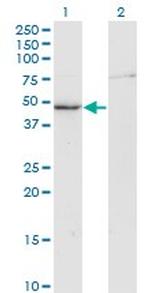 CKM Antibody in Western Blot (WB)
