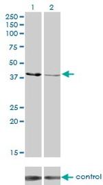 CKMT1B Monoclonal Antibody (2C8)