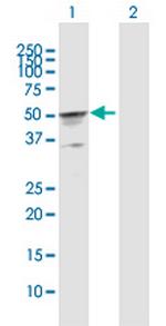 CKMT2 Polyclonal Antibody, MaxPab™