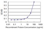 CLIC1 Antibody in ELISA (ELISA)
