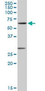 CLK2 Polyclonal Antibody, MaxPab™