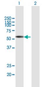 CLK3 Polyclonal Antibody, MaxPab™