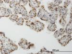CLK3 Antibody in Immunohistochemistry (Paraffin) (IHC (P))