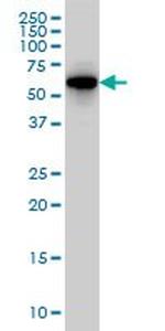 CLK3 Antibody in Western Blot (WB)