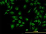 CLK3 Monoclonal Antibody (5B2)
