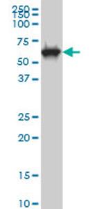CLK3 Antibody in Western Blot (WB)