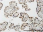 CLK3 Antibody in Immunohistochemistry (Paraffin) (IHC (P))