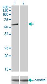 CLK3 Antibody in Western Blot (WB)