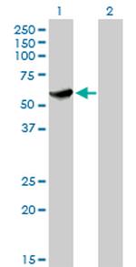 CLK3 Antibody in Western Blot (WB)