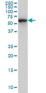 CLK3 Antibody in Western Blot (WB)