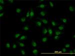CLK3 Antibody in Immunocytochemistry (ICC/IF)