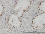 CLK3 Antibody in Immunohistochemistry (Paraffin) (IHC (P))