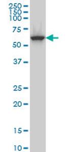 CLK3 Antibody in Western Blot (WB)