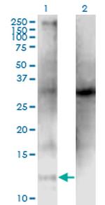 CLPS Monoclonal Antibody (4G3)